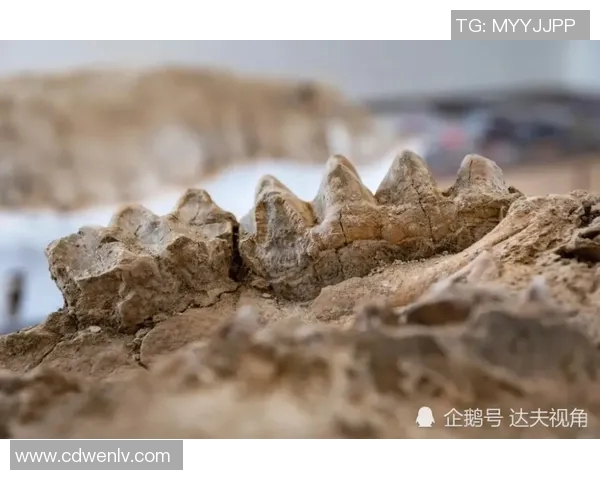 探索布莱克尼的魅力与历史:一段不可错过的文化之旅